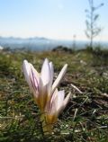 Crocus biflorus